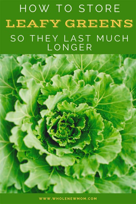 How to Store Leafy Greens So They Don't Spoil | Organic recipes healthy ...
