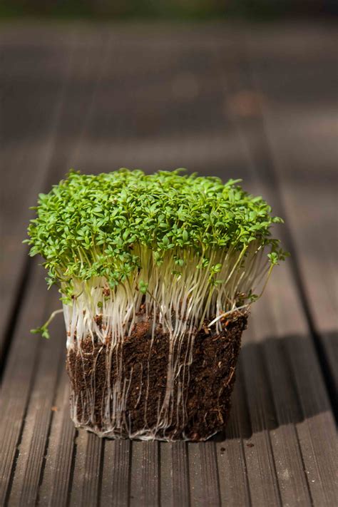 Cress Microgreens - Cress Seeds ︎ MP SEEDS