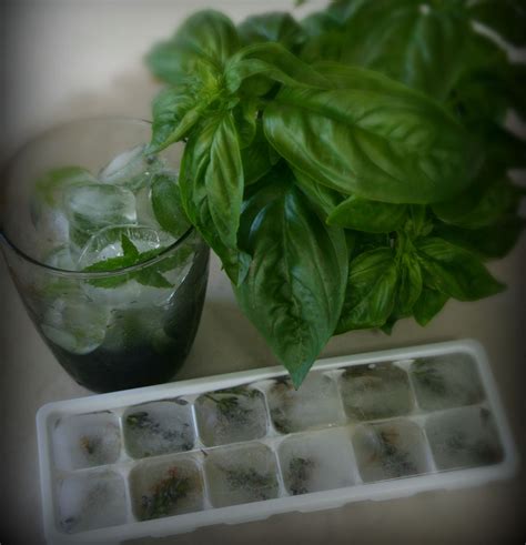 Herbs on Ice…Very Nice! – The Herb Lover's Garden
