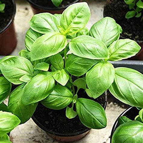 Download Fresh Basil Plant Potted in a Nursery. Wallpaper | Wallpapers.com