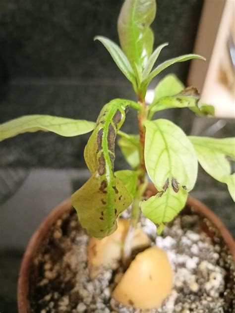what's the browning on my avocado plant? : r/houseplants