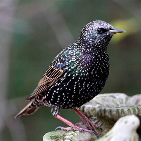 european starling | Beautiful birds, Pretty birds, Starling