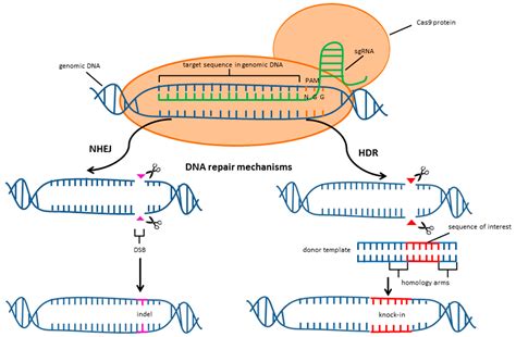 Images of CRISPR - JapaneseClass.jp
