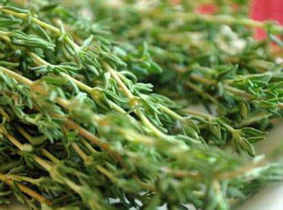 Does Rosemary Need Full Sun, Partial Shade, or Full Shade?