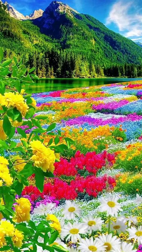 Colorful Flower Field