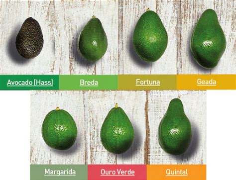 Principais cultivares híbridas de abacate produzidas no Brasil, sem ...