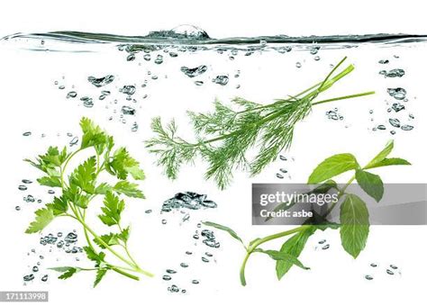 Water Parsley Photos and Premium High Res Pictures - Getty Images