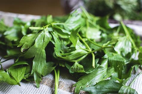 Different types of fresh herbs | Free Photo - rawpixel