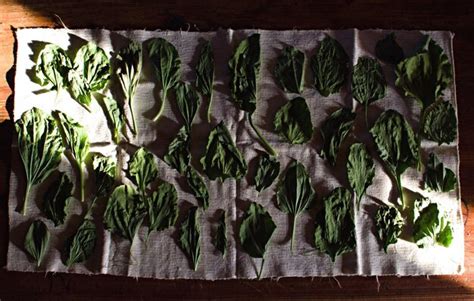 Premium Photo | Herbs drying on towel
