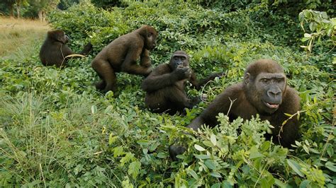 What Makes Us Human? Cooking, Study Says | National Geographic