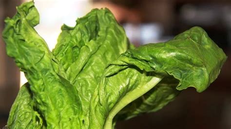 How To Revive Wilted Lettuce Plants at Maurice Keeton blog