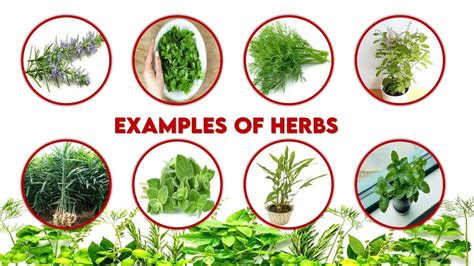 Difference Between Herbs And Shrubs: A Comprehensive Study