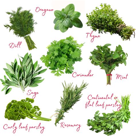 YOUR GUIDE TO USING FRESH HERBS: