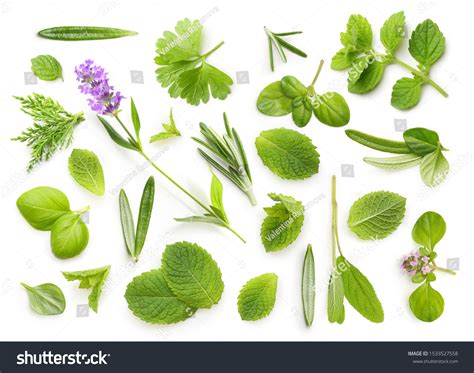 269,589 imágenes de Herb garnish - Imágenes, fotos y vectores de stock ...