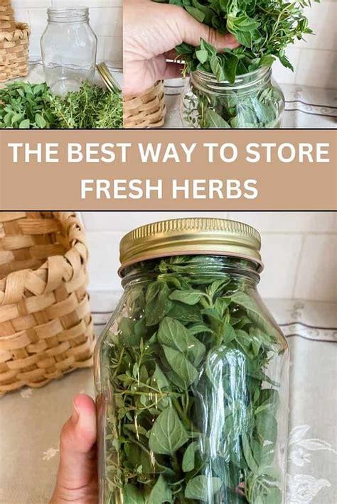 The Ultimate Way to Store Fresh Herbs | Store fresh herbs, Harvesting ...