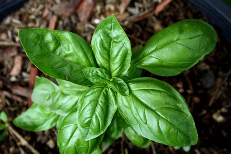Sweet Basil Plant – Photos Public Domain