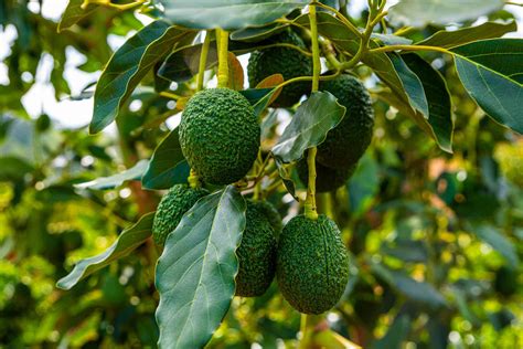 Your Guide to Growing an Avocado Tree