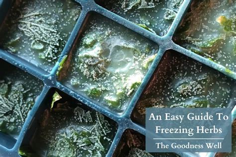 Herbs Bombs! An Easy Guide To Freezing Herbs - The Goodness Well