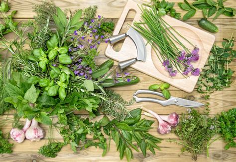 Cooking With Fresh Herbs – An Ultimate Guide
