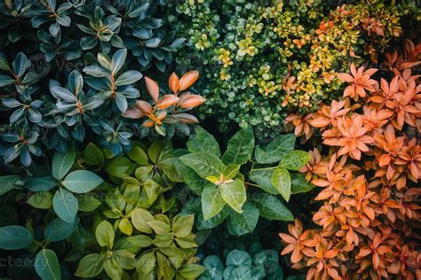 A vibrant arrangement of various plant leaves. 53709106 Stock Photo at ...