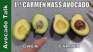 Carmen Hass VS. Gwen Avocado Taste Test 🥑Avocado Talk🥑 | Doovi