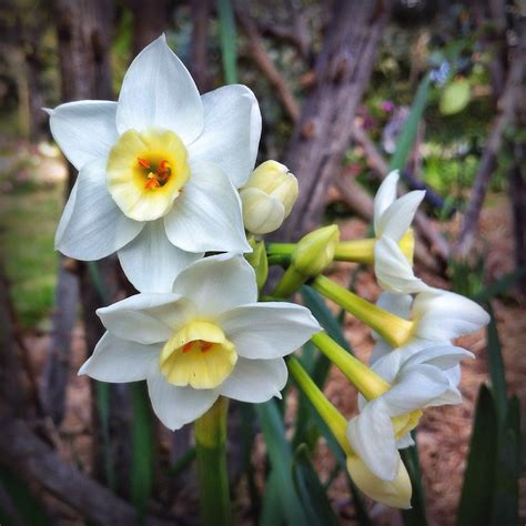 White Jonquil Flowers (Narcissus species) - 20120725 | Flickr