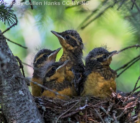 Varied Thrush Nest