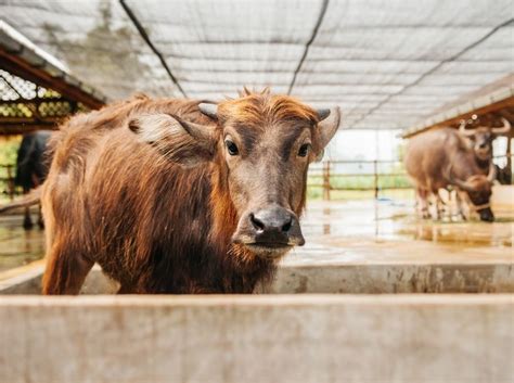 Authentic Local Food Experiences for the Soul