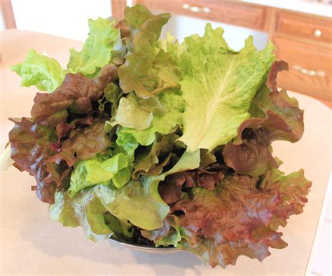 Classic Wilted Lettuce Salad | Happy Acres Blog
