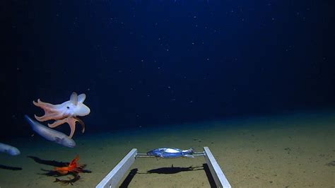 Monsters or masters of the deep sea? - Australian Geographic