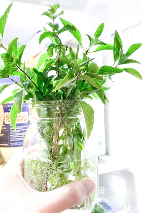 How to keep herbs fresh longer for vibrant garnishes?