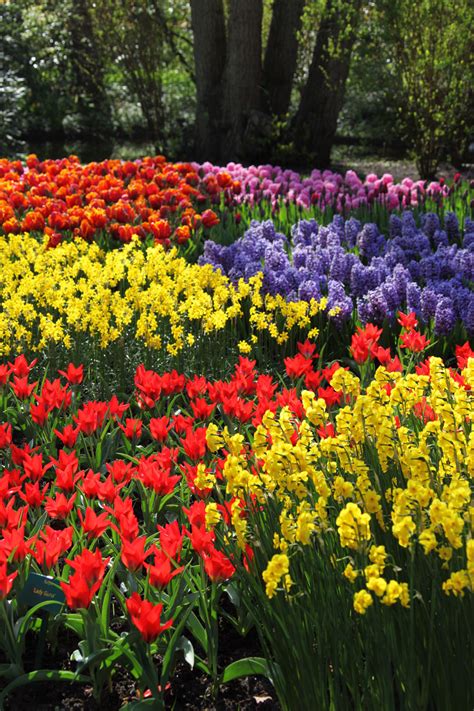 Various Colorful Flowers Free Stock Photo - Public Domain Pictures