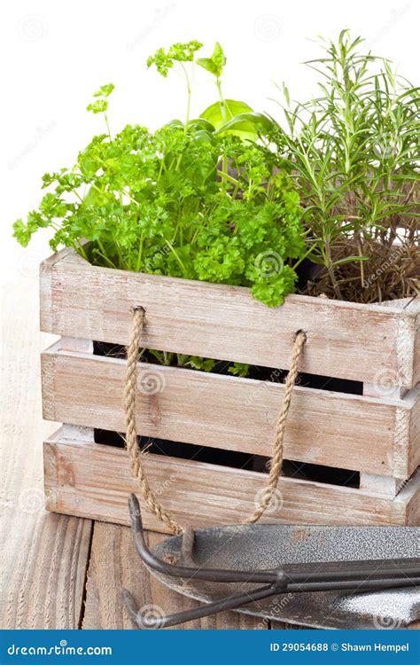 Herbs in wooden box stock photo. Image of organic, growth - 29054688
