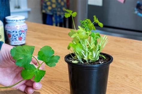 How do real foodies keep fresh herbs vibrant for weeks post-market run?