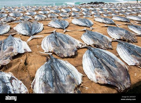 Sun drying fish, Southern Sri Lanka Stock Photo - Alamy