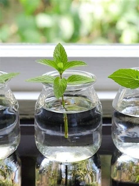 10 Herbs that Can Thrive Well in Water