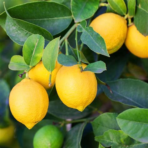 Buy Eureka Lemon Trees | Plants Express