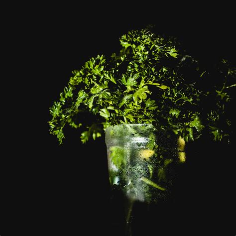 Keeping Delicate Herbs Fresh - thatOtherCookingBlog