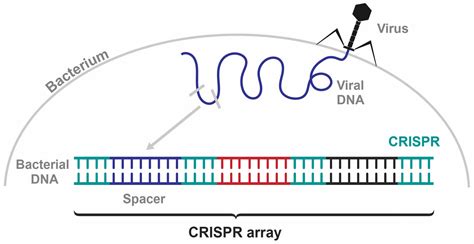 What is CRISPR-Cas9 and how does it work? | INTEGRA
