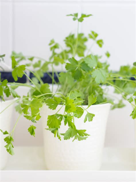 Fresh Herbs In The Kitchen Story - On Sutton Place