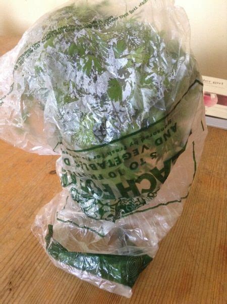 How to keep fresh herbs vibrant & fragrant for a week?