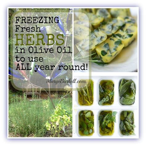 Freeze Fresh Herbs In Olive Oil at Kevin Morel blog