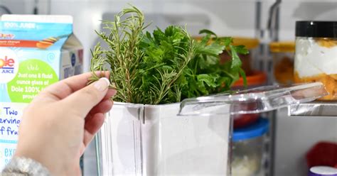 How to keep fresh herbs vibrant longer for flavorful dishes?