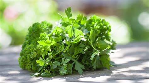 What Is the Difference Between Flat-Leaf Parsley and Curly Parsley ...