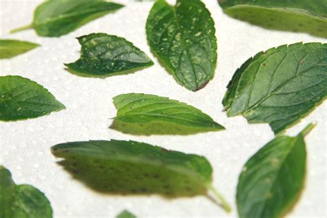 The Chicken Keeper's Kitchen: DIY Herbs - Dry It Yourself!