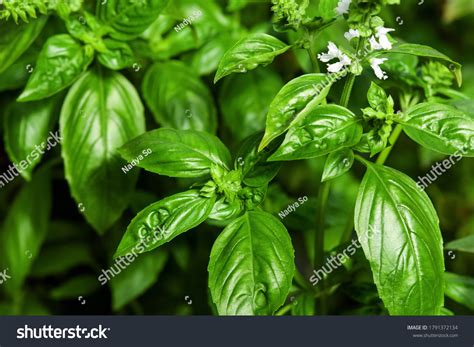 Basil plant Images, Stock Photos &amp; Vectors | Shutterstock