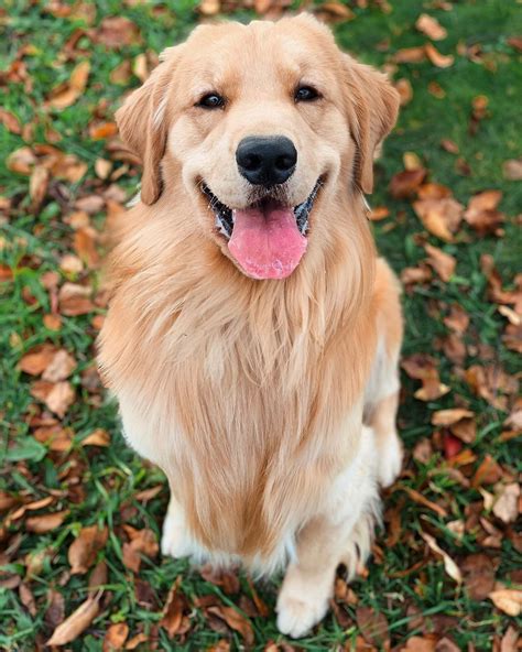 14 Interesting Facts About Golden Retrievers | PetPress