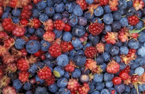 Free picture: alaska, wild, berries