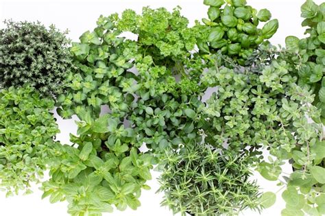 Premium Photo | Green variety of fresh herbs isolated