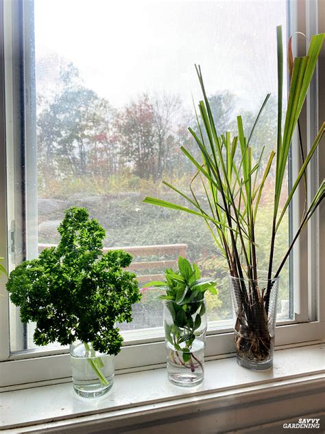 Growing Herbs in Water: Tips for Success and 10 Delicious Options